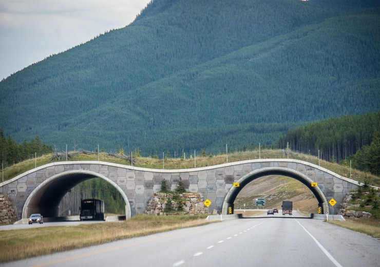Urban Wildlife Corridors: Cities Re-Connecting Nature Through Green Bridges and Tunnel Networks